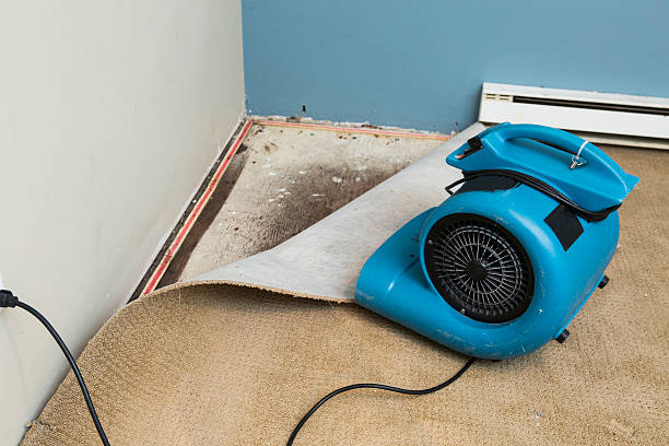 Best Professional water damage repair  in Warm Mineral Springs, FL